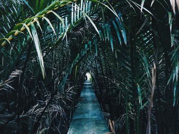 Full frame shot of palm trees