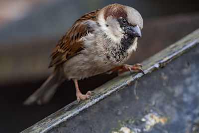 Close-up of bird perching on wood