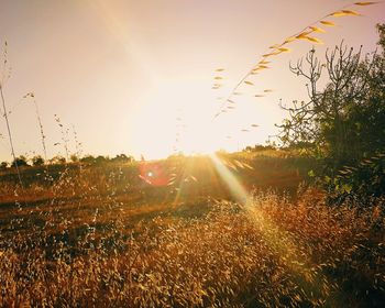 Scenic view of field against sky at sunset