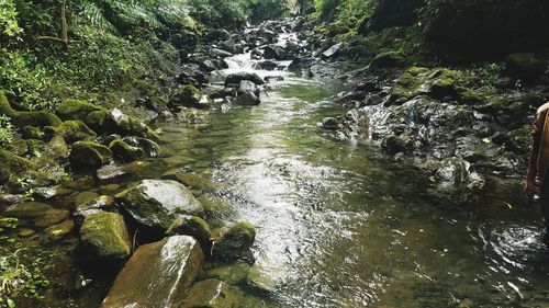 River amidst trees in forest