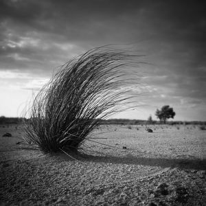 Trees on field against cloudy sky