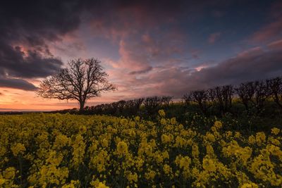 Yellow flowers on field against sky during sunset