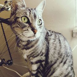 Close-up portrait of a cat