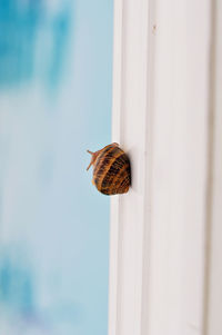 Close-up of snail on white wall