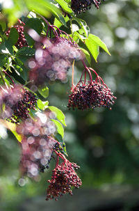 Close-up of berries on tree