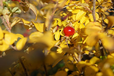 Close-up of red berries on plant