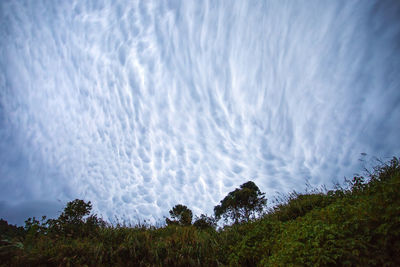 Low angle view of trees against sky