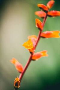 Close-up of flower buds