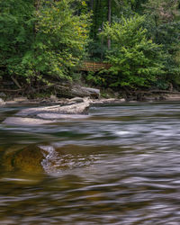 Scenic view of river flowing in forest