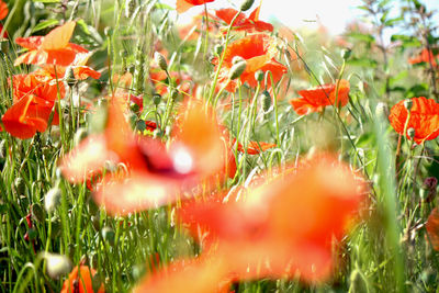 Close-up of red poppy flowers in field