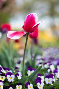 Close-up of pink crocus blooming outdoors