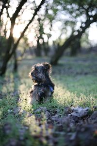 Dog running on grass