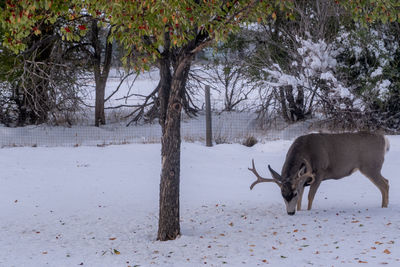 Buck mule deer foraging for crabapples after an early winter snow in wyoming.