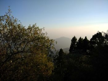 Trees on mountain against sky