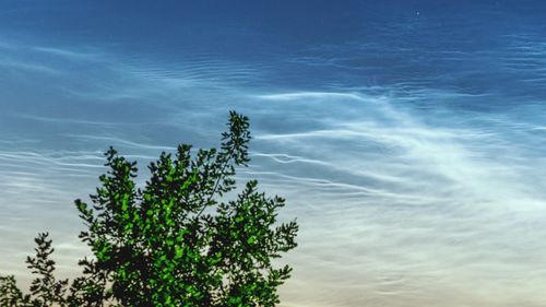 Low angle view of plants against sky