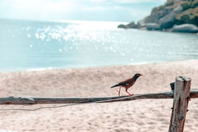 Bird perching on a beach