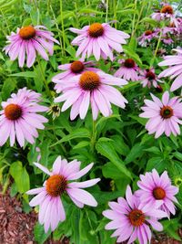 Close-up of purple flowers blooming outdoors