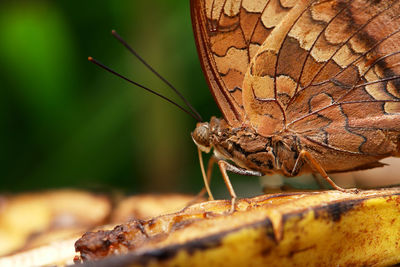 Close-up of butterfly