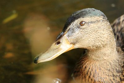 Close-up of a duck