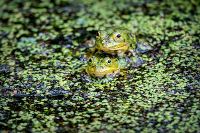 Close-up of frog in pond