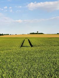 Scenic view of agricultural field against sky