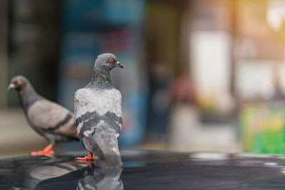 Close-up of seagulls perching on wood