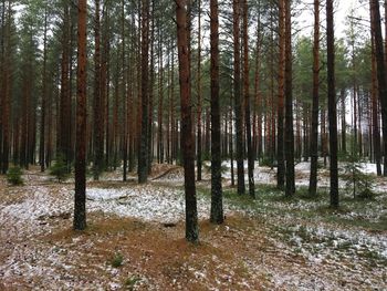 Trees on field in forest