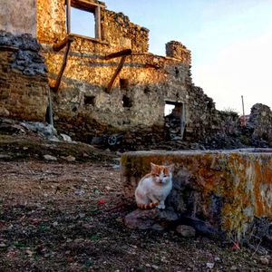 Portrait of cat on abandoned house