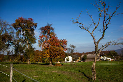 Trees on field against sky