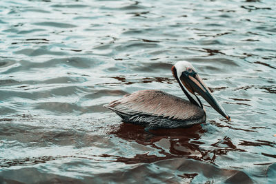 Pelican swimming in lake