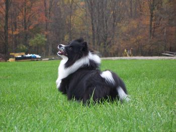 Dog on grass