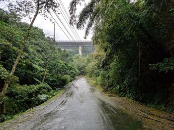 Road amidst trees in forest