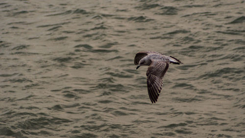 Bird flying over sea