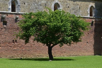 Trees and plants against brick wall