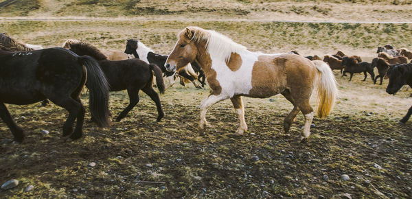 Horses in a field