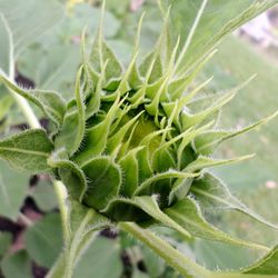 Close-up of spider web on plant