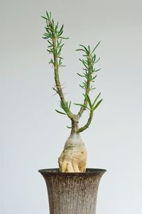 Close-up of potted plant against white background