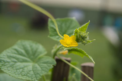Close-up of yellow flowering plant