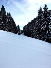 Snow covered trees against sky
