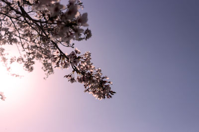 Low angle view of tree against clear sky