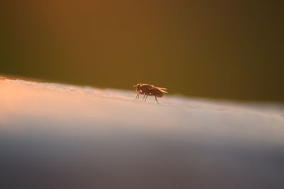 Close-up of insect against sky at sunset