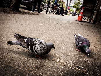 High angle view of pigeons on street