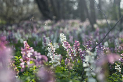 Close-up of pink flowering plants on land