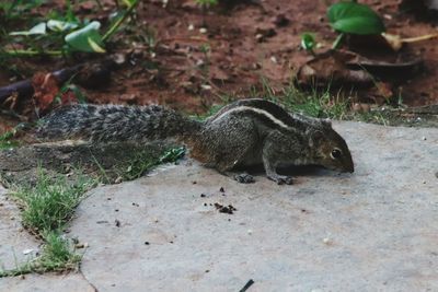 Close-up of squirrel in a forest