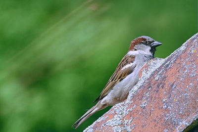 Close-up of bird perching on wood