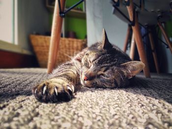 Cat sleeping at home