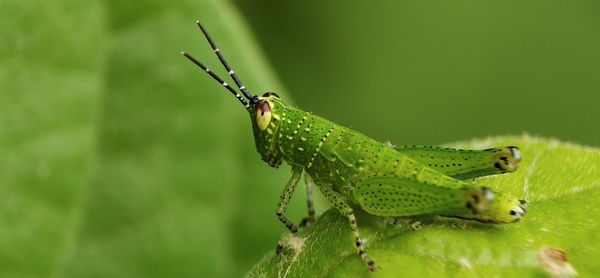 Close-up of insect on leaf