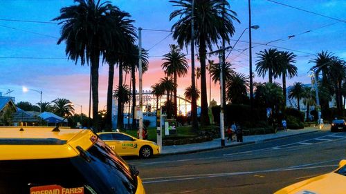 Palm trees by road against sky in city