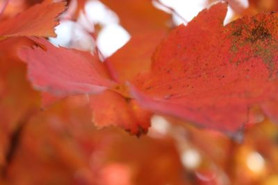 Close-up of red leaves