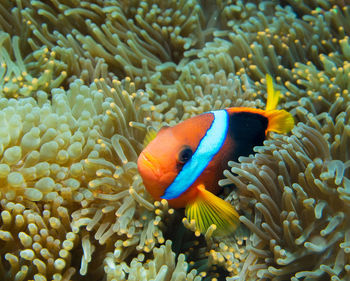 Fish swimming in sea